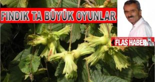 Ne olduysa 2003 yılında AK Parti iktidara geldikten hemen sonra başladı. Nasıl mı? İzah edeyim; Başbakan Recep Tayyip Erdoğan’nın Rize de yaptığı bilinçli konuşmasını hatırlayın. Ardından Fiskobirlik kapatılıp yerine TMO ofisi açıldı. 2002 yılında yani AK Parti iktidara gelmeden hemen önceki fındık fiyatlarını inceleyin. 7 TL. Ardından AK Parti iktidara geldiği ve fiskobirlik kapatıldıktan hemen sonraki fiyatları incelediğimizde, 3 TL, ve 4 TL. düşmüş tü. Önceleri fiskobirlik karalama kampanyasıyla başladılar. Ardından devreye Cüneyt Zapsu denilen adamı devreye sokup. Fiskobirliğ kapatıp TMO devreye sokarak üreticiye detek verecekmiş gibi gösterip, 3 yıl boyunca fiskobirliğin fiyatının yarısına 3 tl, 4 tl olarak alım yapmaya başladılar. Üreticiler ses çıkarmaya başladığında ise destek adı altında toprak parası dağıtmaya başladılar. Aslında dağıtılan toprak paraları, “ÜRETMEYİN BIRAKIN ÇEKİN GİDİN “anlamı taşıyordu. Fakat cahil kalan üreticiler toprak parası adı altında dağıtılan bu parayı aldıkça, fındık bahçelerine uğramaz oldu. Ta ki 15 yıldan bu yana. Bunun yanı sıra İsrail patentli özel hazırlanmış verim gübresi adı altında dağıttıkları gübre ise, aslında her yıl toprağın yok olması , fındığın ise verimden düşmesi demekti. Cahil kalan üretici bunun farkına yeni vardı, fakat toprak eski verimini kaybetti. Açıkçası Ordu ve Giresun halkı köylerini terk ederek kimi büyükşehirlere, kimileri ise en yakın ilçelere göç etti, Köylerde ise in cin top oynuyor. Gurbette olan fındık üreticileri ise TMO ya fındık satamıyor. Yine tüccarlara yok pahasına veriyor. Eh zaten istenilen de buydu. Fatsa Cumhuriyet Meydanı’nda coşkulu bir şekilde karşılanan Meral Akşener Fatsalılara seslenerek, "Fiyatını kontrol ettiğimiz tek üründür. Fındığımızın değerini çok iyi biliyoruz. Hem bu bölgede yaşayan kişilerin geçim kaynağı hem de Türkiye’nin ekonomik yönden çok önemli ve stratejik bir ürünüdür. Fındık üzerinden oynanan oyunlar neticesinde fiyatın 26 TL olması gerekirken bugün 9 TL olması birilerinin özellikle fındıkta ülkemizin en büyük rakibi olan İtalyanların en büyük oyunudur. Mevcut olan iktidar İtalyanların eline fındığı oyuncak etti. Buradan söylüyorum ki, ayın 19’undan sonra partimizde iktidar partisindeki konuyla ilgili kişilerin başında bu konuyla ilgili hiç ayrılmayacağız. Milli ürünümüz olan fındığımızın değerini arttırmak için elimizden ne geliyorsa yapacağız” diye konuştu. Muharrem İnce ise Ordu ve Giresun da konuşarak Fındığın en az 15 tl olması lazım, 24 haziran seçimlerinden hemen sonra fındığın fiyatı 15 tl olacak, size söz veriyorum”dedi